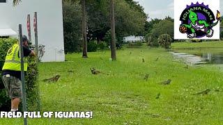 This was Nuts! Clearing a Field Full of iguanas W. Fx Impact! Florida invasive iguana Removal Job!