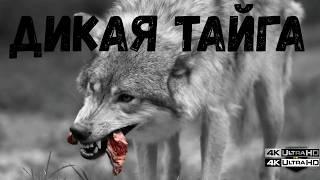 ДИКАЯ ТАЙГА: ГДЕ СЛАБЫЕ ЗАМЕРЗАЮТ, А СИЛЬНЫЕ УБИВАЮТ 🩸 | Документальный фильм | #ДикаяТайга #Тайга