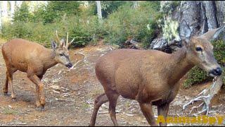 AnimalSpy Episodio 26 - PATAGONIA NORTE - Fauna Silvestre registrada en Cámaras Trampa CHILE