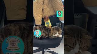 Chat masseur et chat disco ! #catslovers #chats #pavllove