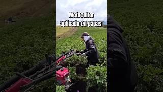 Motocultor Aplicado en cultivo de papas