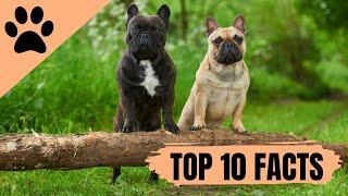 French Bulldog - Top 10 Facts