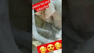 toni and moni cute pleas like and subscribe