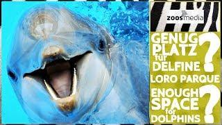 Do the DOLPHINS at LORO PARQUE have too little space?  | zoos.media