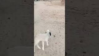 Goat  videos| #youtube #trending #funny #viralvideo #vlog #viralshorts #video #shortvideo #shorts #