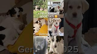 Felicemente Adottati Gennaio 2025 | I Pelosetti Di Silvana Odv #shorts #happy #family #dogs