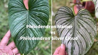 Philodendron Mamei vs Philodendron Silver Cloud