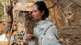 OMG, Dung unexpectedly met Lambo Monkey again on another mountain