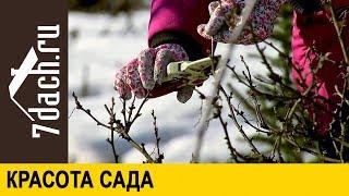 ‍ Красота сада: позаботьтесь о ней ранней весной - 7 дач