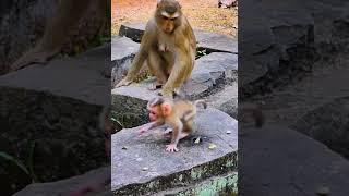 Hak Han MDJ Enjoy Watching Abandon Baby Monkey - Daily Wildlife Monkey #Lucie #Leo #Rainbow #Jovi