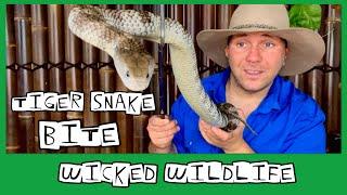 Bitten By A Tiger Snake - Interview with Ben Avery