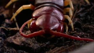 Killer Centipede | World's Deadliest