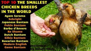 Top10 Smallest chicken breeds in the world: Serama, Sebright, Japanese, Dutch and Pekin Bantam