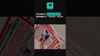 Москвичи разыскивают домашнего голубя Рекси #новости #поток #москва #голубь #домашниеживотные