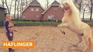 Haflinger | PaardenpraatTV