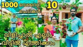 china baby doll plant വിൽക്കുന്ന നഴ്സറി|എല്ലാ തരം ചെടികളും വീട്ടിൽ എത്തിച്ചു തരും|plants sale