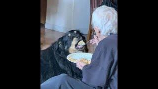  Бабушка любого накормит!  Смешное видео с собаками, кошками и котятами! 