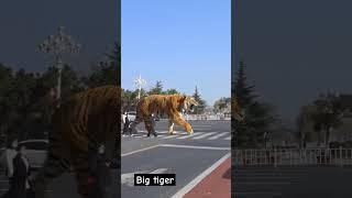 Big tiger #animals #tiger #biganimal #funnyvideo