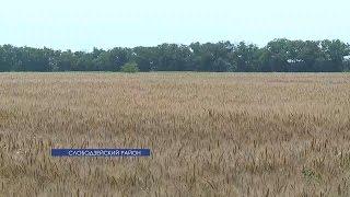 В Приднестровье тестируют новые виды озимой пшеницы