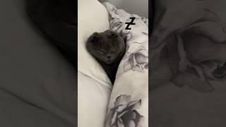 Sister Minnie’s Night Time Routine  #catvideos