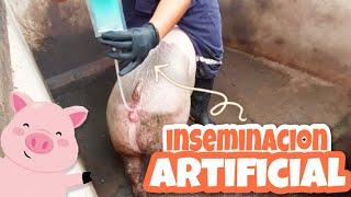 INSEMINACION de una CERDA  Aprende a realizarla Tú mism@ 