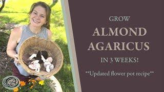 Grow Almond Portobello in 3 Weeks! **Updated flower pot recipe**