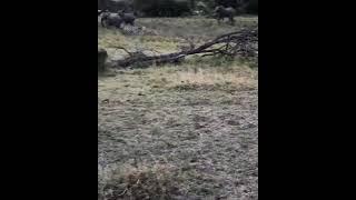 Lioness tries to attack zebra #shorts AnimalTube - World of animals 2521만 뷰