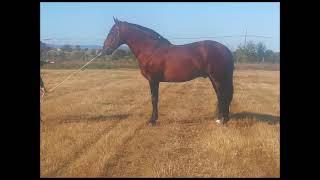 GP Lusitano stallion