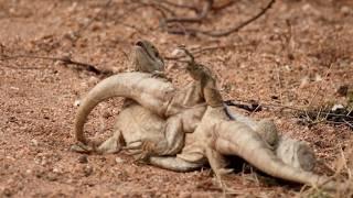 This reptile can even hunt rattlesnakes and cobras — the African White-throated Monitor!