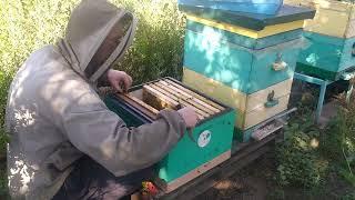 Объединение пчёл налетом и через промежуточное дно.