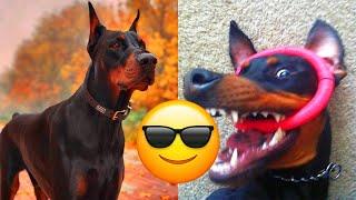 Doberman Pinscher — Majestic And Hilarious Videos And Tik Toks Compilation | Dobermann