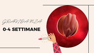 Gravidanza 0-4 settimane | Quando fare il test e primi sintomi