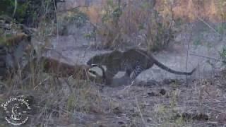 Shenton Safaris: Leopard makes a kill from a sausage tree only for it to be stolen by a hyena.