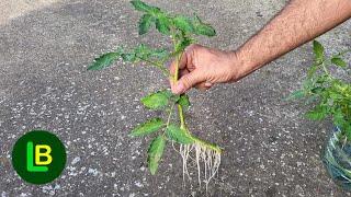 Just soak tomato cuttings in water and here's what happens in a few days