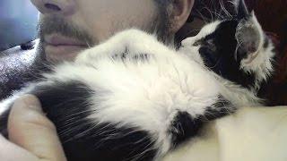 Kittens Sleeping on Shoulders