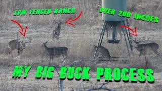 Some of our secrets to growing Monster Whitetail Deer on The Mendota Ranch #deer #texas #whitetail