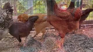 Andrew, The Chicken Whisperer