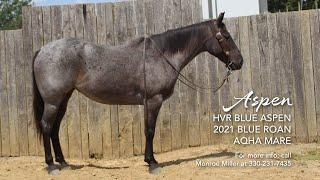 HVR Blue Aspen, 2021 Blue Roan AQHA Filly | Hip 21, Buckeye Ranch Horse Futurity & Auction