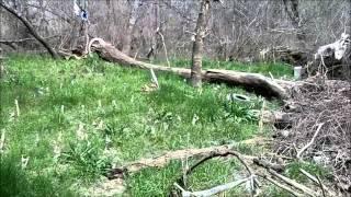 Marijuana farm near the Trinity River Audubon Center