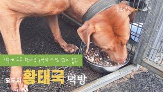 강아지 보양식 먹방 이 맛에 매일 삶고 끓입니다