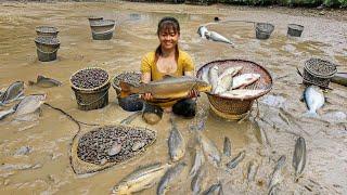 Harvesting A Lot Of Fish in The Pond goes to market sell - Take care my farm | Phuong Daily Harvest