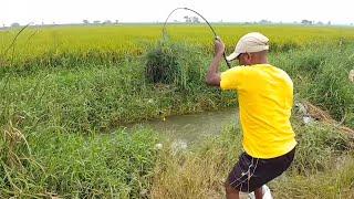 Amazing fishing | Catching Catfish & Rohu fish