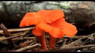 Collecting Wild Edible Mushrooms (HD)