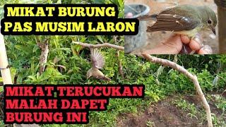 Mikat terucuk malah dapat burung ini hanya di depan rumah.mp4