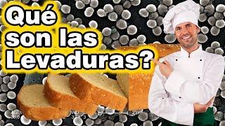 Qué son Levaduras? Cuál es su importancia? Cómo verlas reproduciéndose?