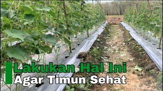 Pruning atau Pemangkasan daun timun