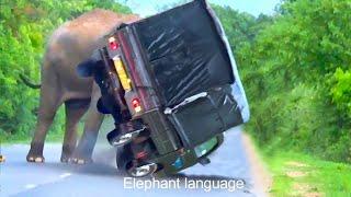 Terrifying Elephant Attack Caught on Camera