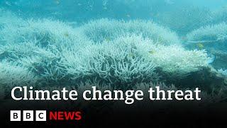 Climate change: 400-year record heat threat to Great Barrier Reef | BBC News