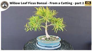 Willow Leaf Ficus Bonsai - From a Cutting - Part 2