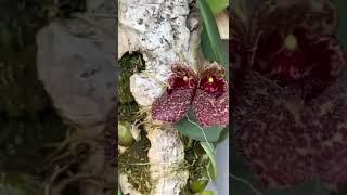 bulbophyllum frostii